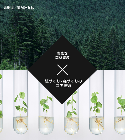豊富な森林資源 × 紙づくり・森づくりのコア技術
